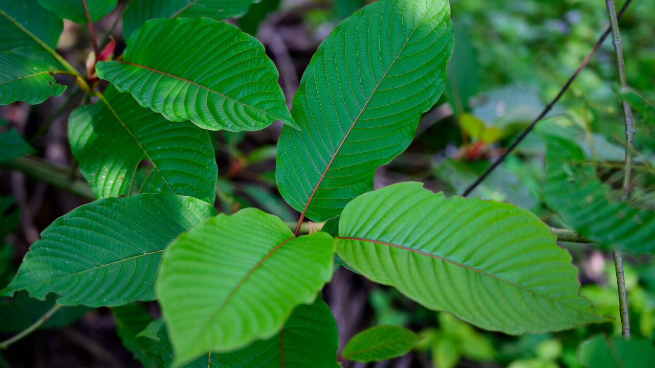 Kratom